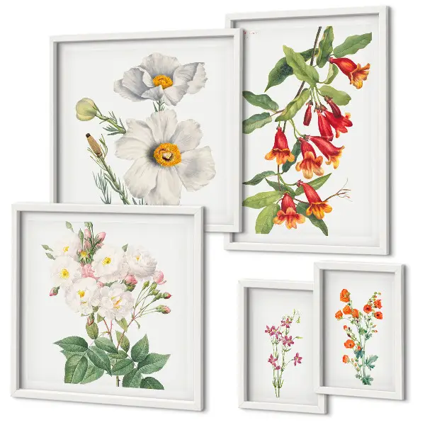 Set van moderne botanische schilderijen met bloemkundige illustraties