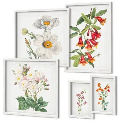 Set van moderne botanische schilderijen met bloemkundige illustraties