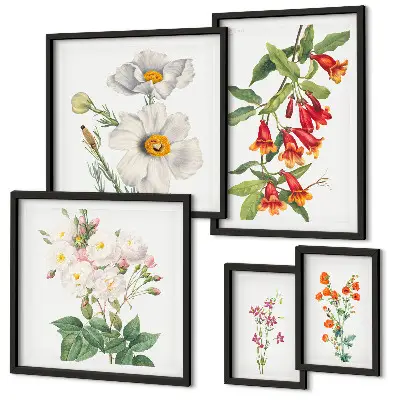 Set van moderne botanische schilderijen met bloemkundige illustraties